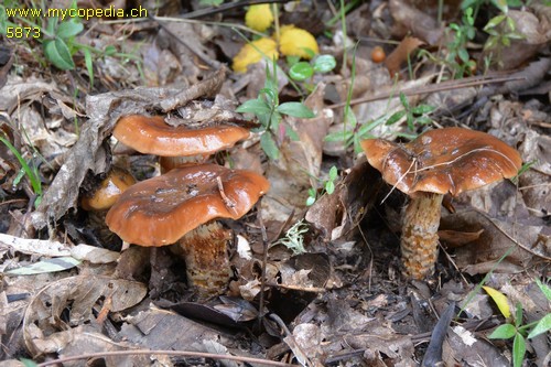 Cortinarius trivialis - 