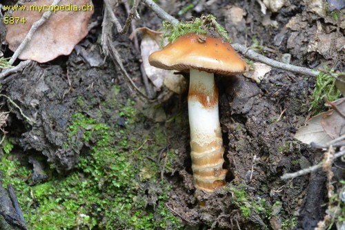 Cortinarius trivialis - 