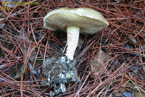 Suillus mediterraneensis - 