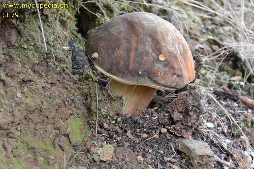 Boletus aereus - 