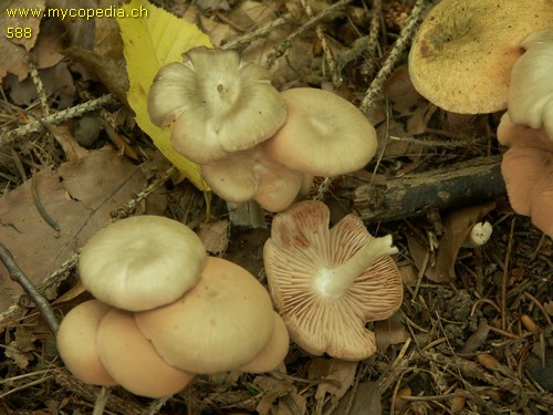 Entoloma rhodopolium f. nidorosum - 