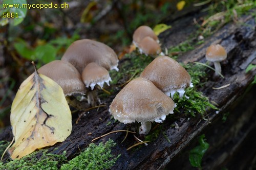 Psathyrella olympiana - 