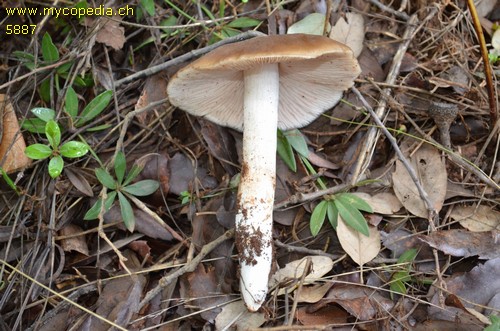 Entoloma rhodopolium - 