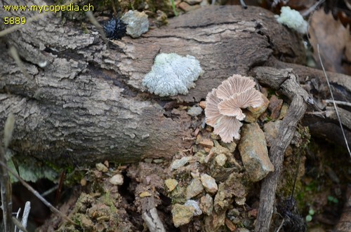 Schizophyllum commune - 