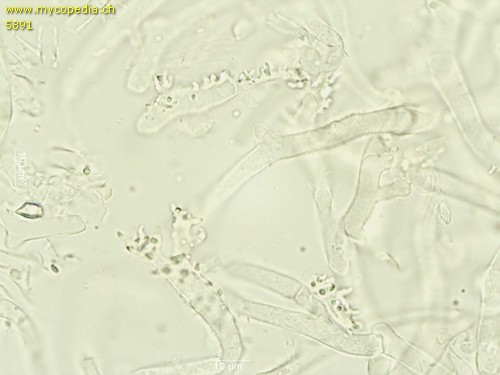 Collybiopsis ramealis - HDS - 