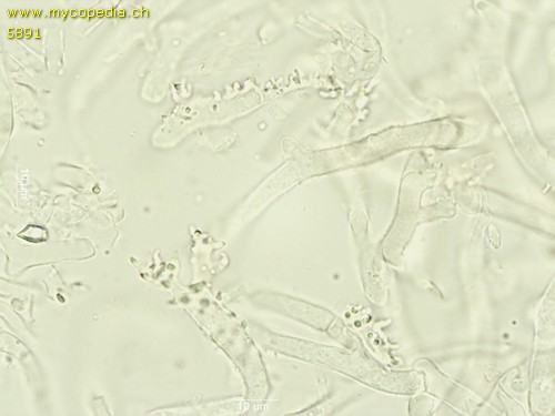 Collybiopsis ramealis - HDS - 