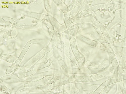 Collybiopsis ramealis - Hyphen - Wasser  - 
