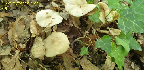 Entoloma rhodopolium f. nidorosum - 