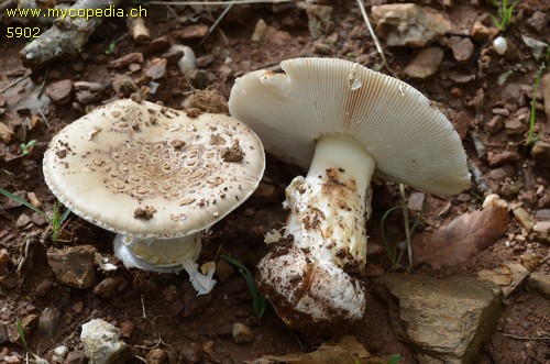 Amanita curtipes - 