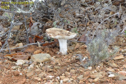 Amanita curtipes - 