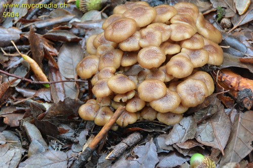 Armillaria tabescens - 