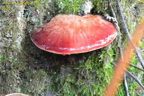 Fistulina hepatica - 