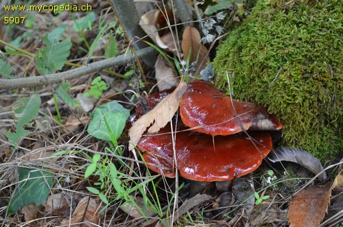 Fistulina hepatica - 