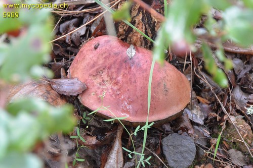 Fistulina hepatica - 