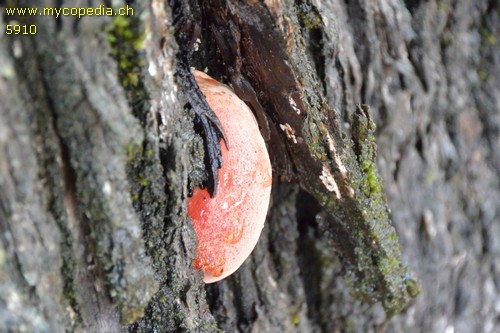 Fistulina hepatica - 