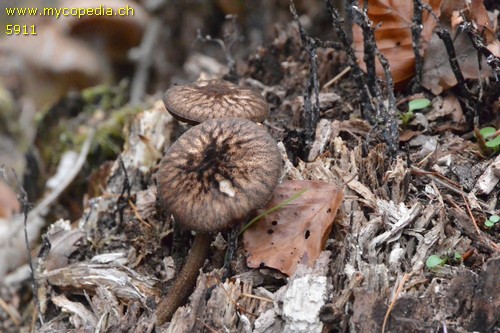 Pluteus umbrosus - 