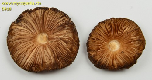 Pluteus umbrosus - 