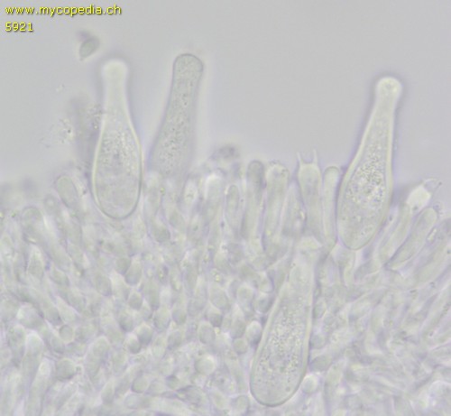 Strobilurus esculentus - Cheilozystiden - 