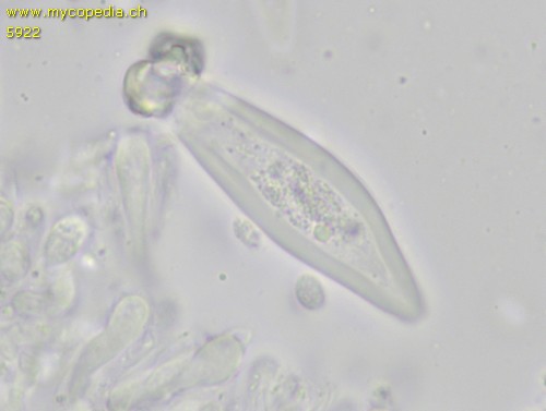 Strobilurus esculentus - Pleurozystiden - 