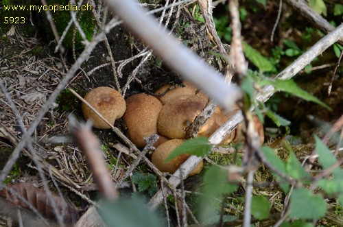 Lycoperdon molle - 