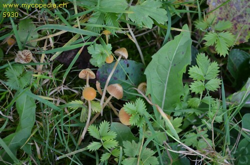 Galerina clavata - 