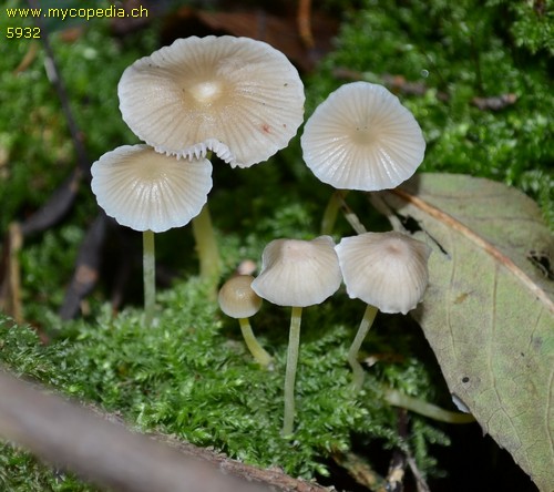 Mycena epipterygia - 