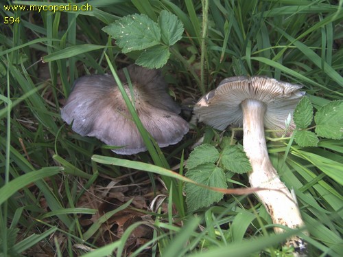 Entoloma bloxamii - 