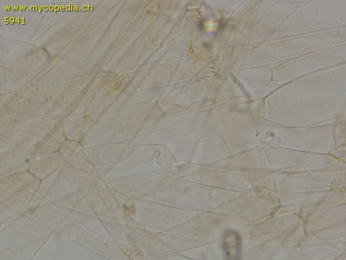 Stropharia coronilla - 