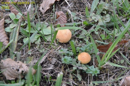 Stropharia coronilla - 