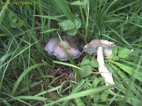 Entoloma bloxamii - 