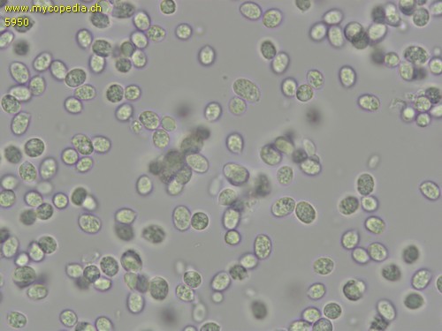 Climacocystis borealis - Sporen - 