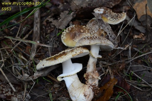 Amanita franchetii - 