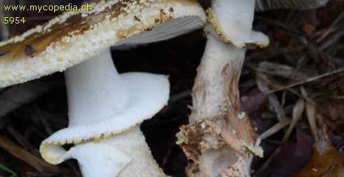 Amanita franchetii - 