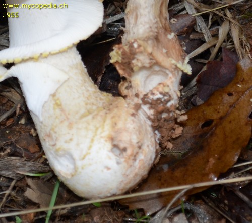 Amanita franchetii - 