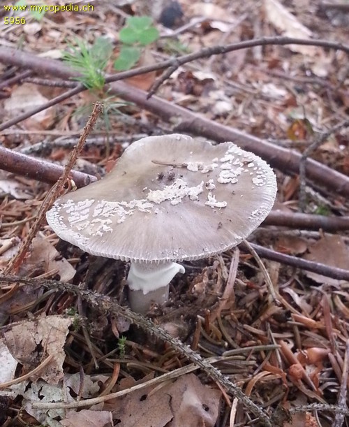 Amanita excelsa - 