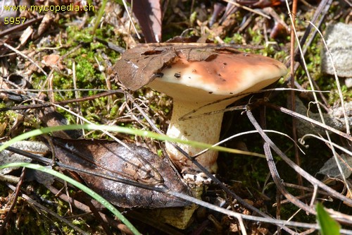 Suillus granulatus - 