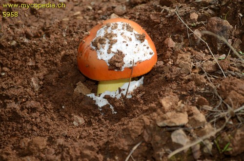 Amanita caesarea - 