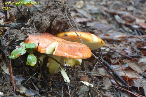 Amanita caesarea - 