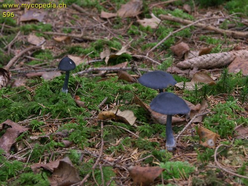 Entocybe nitida - 