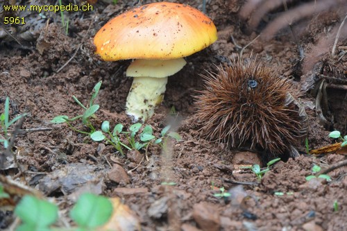 Amanita caesarea - 