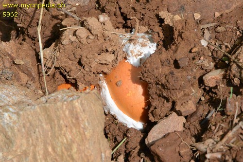 Amanita caesarea - 