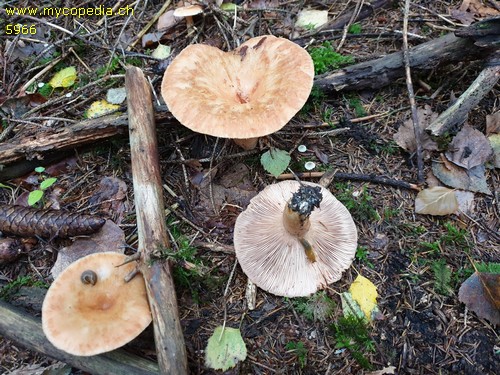 Lactarius torminosus - 