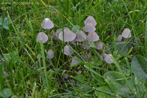 Coprinellus disseminatus - 