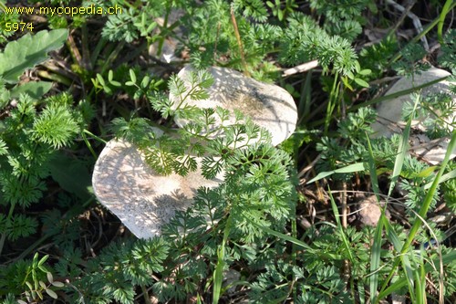 Leucoagaricus leucothites - 