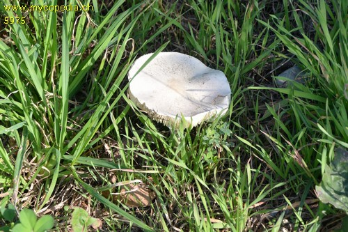 Leucoagaricus leucothites - 