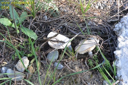 Leucoagaricus leucothites - 