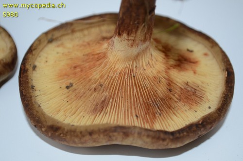 Paxillus involutus - 