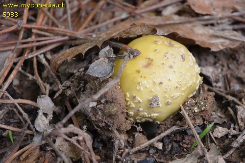 Amanita gemmata - 