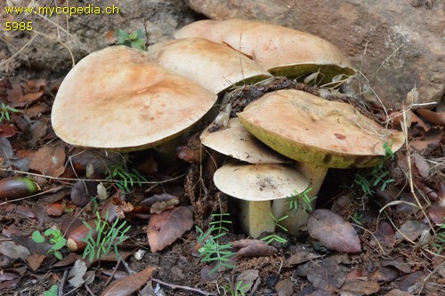 Boletus impolitus - 