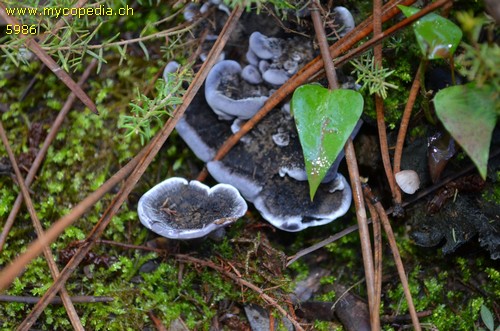 Phellodon niger - 